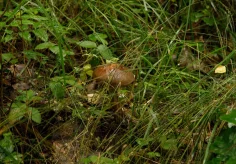 Vlada romashina mushroom hunting 01