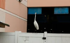 Debra kenlow rare bird 03